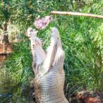 1 malcolm douglas crocodile park tour including transportation Malcolm Douglas Crocodile Park Tour Including Transportation