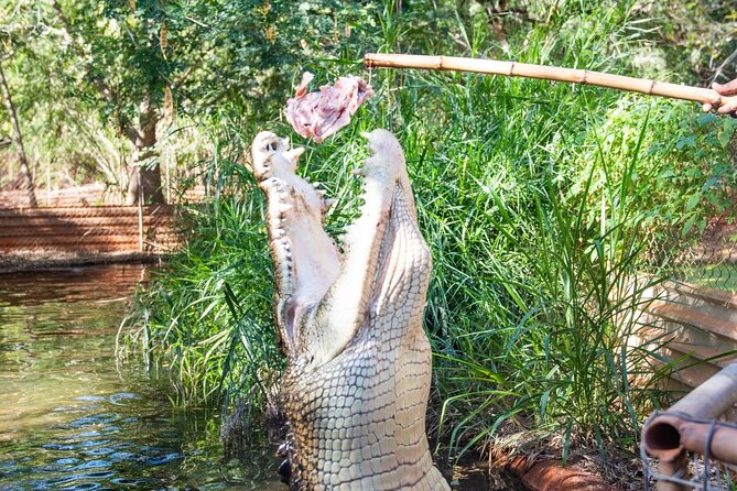 1 malcolm douglas crocodile park tour including transportation Malcolm Douglas Crocodile Park Tour Including Transportation