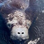1 manatee sightseeing and wildlife boat tour Manatee Sightseeing and Wildlife Boat Tour