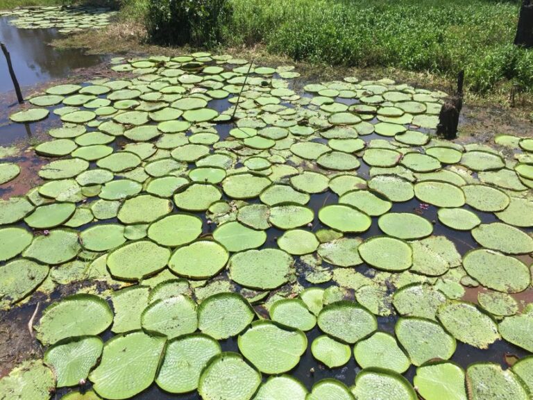 Manaus: Old City Guided Tour Plus Amazon River Boat Tour