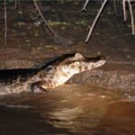 1 manaus piranha fishing and alligator watch evening tour Manaus: Piranha Fishing and Alligator Watch Evening Tour