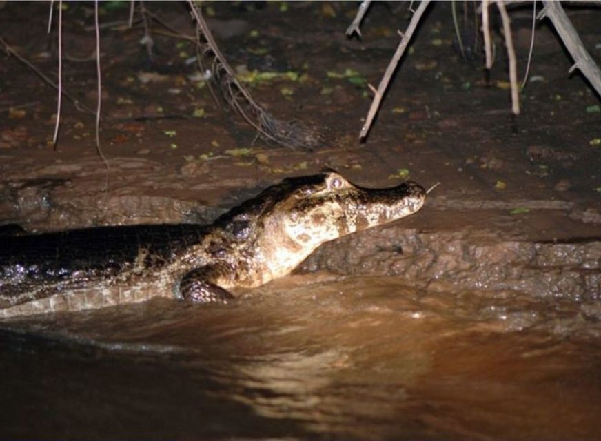 1 manaus piranha fishing and alligator watch evening tour Manaus: Piranha Fishing and Alligator Watch Evening Tour