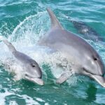 1 mandurah dolphin cruise views Mandurah Dolphin Cruise & Views