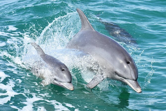 1 mandurah dolphin cruise views Mandurah Dolphin Cruise & Views
