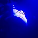 manta-ray-night-snorkel-in-kona-inclusions