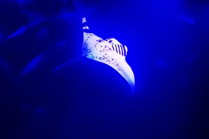 manta-ray-night-snorkel-in-kona-inclusions