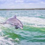 1 marco island dolphin sightseeing tour