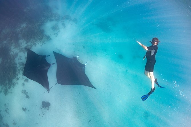 1 marine eco safari swim with manta rays Marine Eco Safari - Swim With Manta Rays