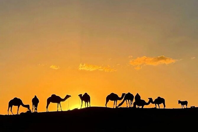 Marrakech Agafay Desert Dinner in Berber Camp & Camel Ride