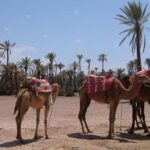 1 marrakech camel ride experience with pick up Marrakech Camel Ride Experience With Pick-Up