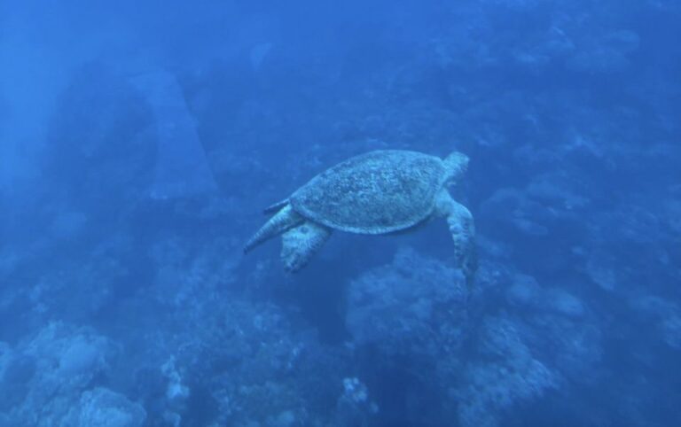Marsa Alam: Elite Vip Turtle Bay Snorkeling With BBQ Lunch