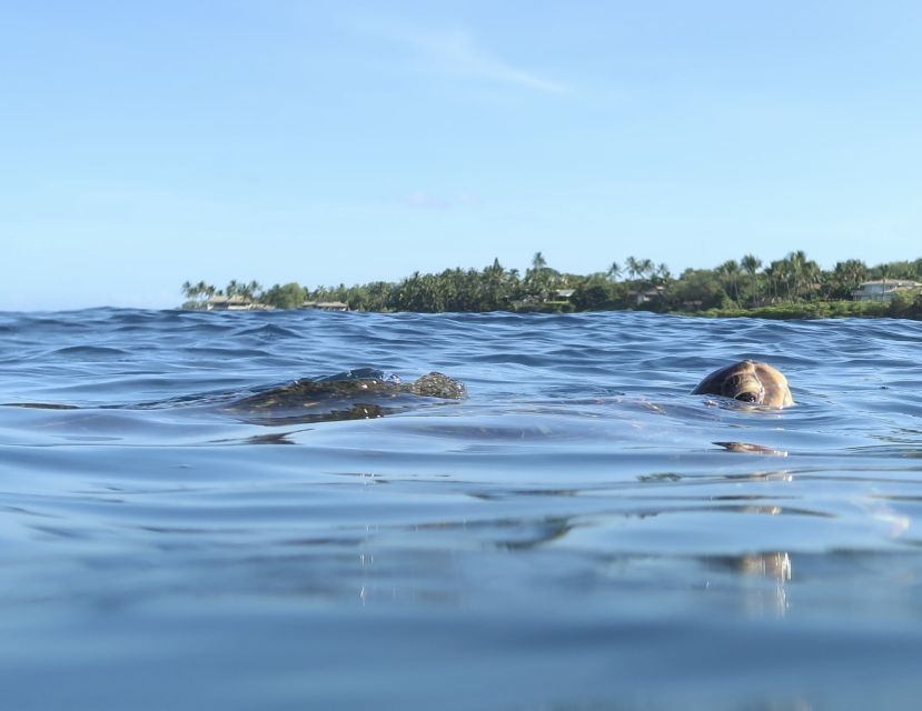 1 maui beginner level private stand up paddleboard lesson Maui: Beginner Level Private Stand-Up Paddleboard Lesson