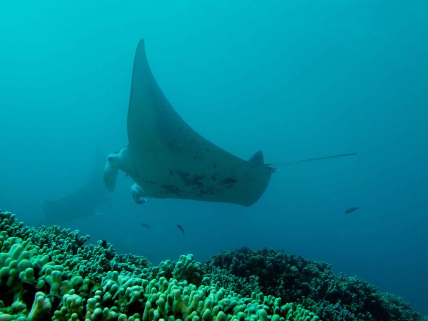 1 maui eco friendly conservation dive for certified divers Maui: Eco-Friendly Conservation Dive for Certified Divers