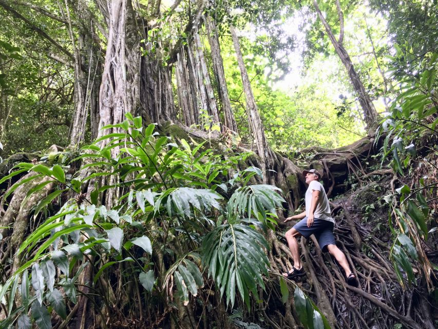 1 maui private jungle and waterfalls hiking adventure Maui: Private Jungle and Waterfalls Hiking Adventure