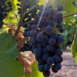 1 mendoza wineries and olive oil tasting half day mar Mendoza Wineries and Olive Oil Tasting Half Day (Mar )