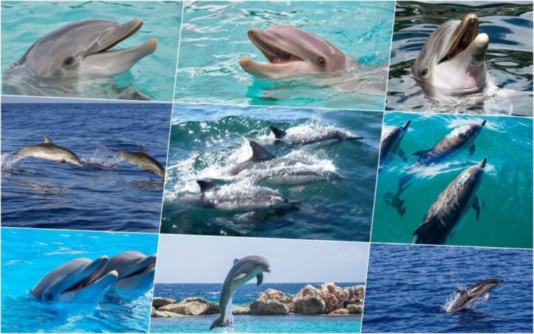Miami: Day Trip to Key West W/ Dolphin Watching & Snorkeling