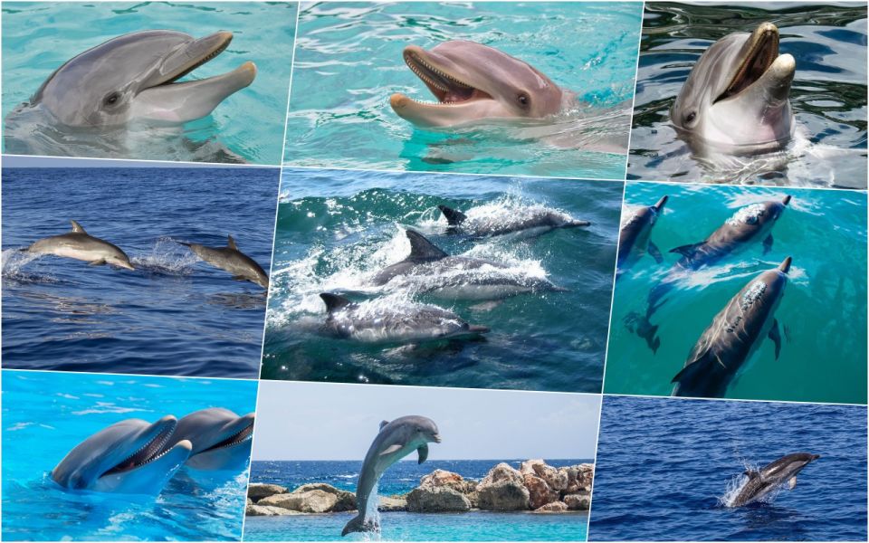 1 miami day trip to key west w dolphin watching snorkeling Miami: Day Trip to Key West W/ Dolphin Watching & Snorkeling