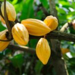 1 miches los haitises cacao coffee hike boat tour Miches : Los Haitises Cacao & Coffee Hike/Boat Tour