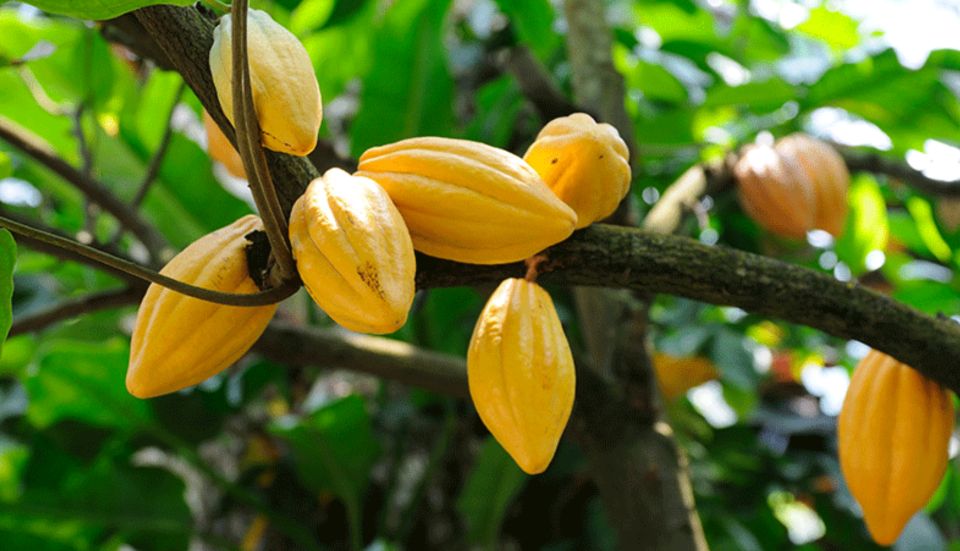 1 miches los haitises cacao coffee hike boat tour Miches : Los Haitises Cacao & Coffee Hike/Boat Tour