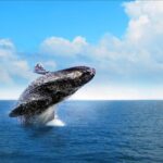 1 miches private whale watching samana bay Miches : Private Whale Watching Samana Bay
