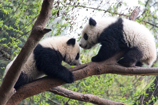 Mini Group: One-Day Panda and Chengdu Lifestyle Highlights Tour