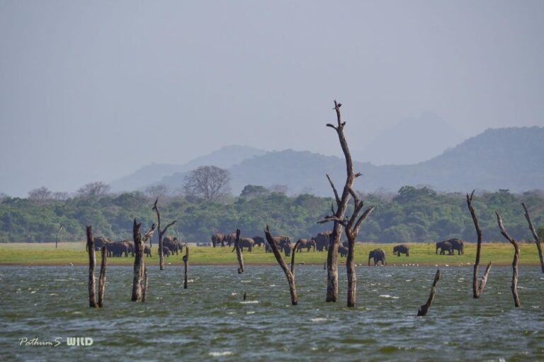 Minneriya Elephant Gathering Safari