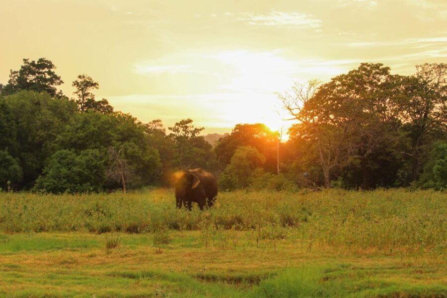 1 minneriya minneriya national park private safari Minneriya: Minneriya National Park Private Safari