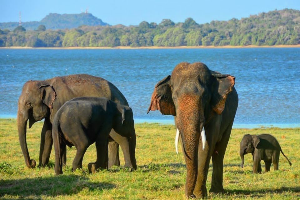 1 minneriya national park jeep safari 2 Minneriya National Park Jeep Safari