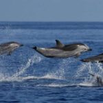 1 mirissa marine marvels expedition whale dolphin encounter Mirissa: Marine Marvels Expedition Whale & Dolphin Encounter