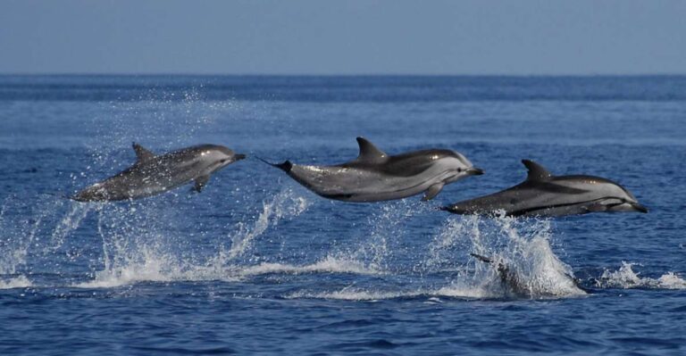 Mirissa: Marine Marvels Expedition Whale & Dolphin Encounter