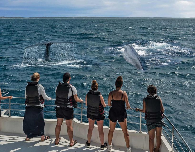 1 mirissa morning whale watching tour 2 Mirissa: Morning Whale Watching Tour