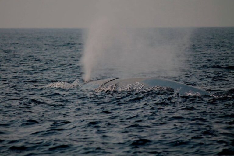 Mirissa: Morning Whale Watching Tour