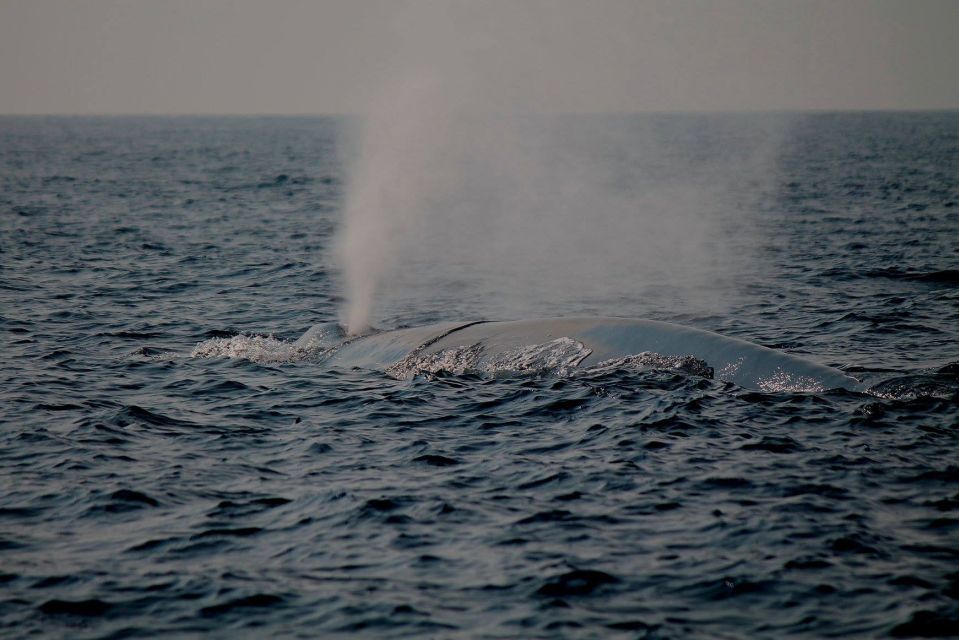 1 mirissa morning whale watching tour Mirissa: Morning Whale Watching Tour