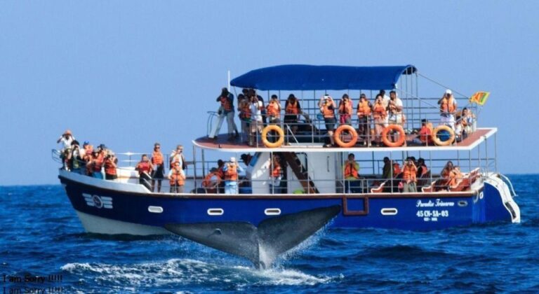 Mirissa: Ocean Elegance: Exclusive Whales & Dolphins Cruise