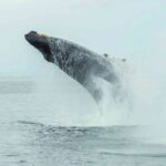 1 mirissa whale watching tour Mirissa: Whale Watching Tour