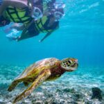 1 miyakojima snorkel tour to swim with sea turtles Miyakojima / Snorkel Tour to Swim With Sea Turtles