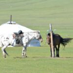 1 mongolia 11 day tour with gobi desert and naadam festival Mongolia: 11-Day Tour With Gobi Desert and Naadam Festival