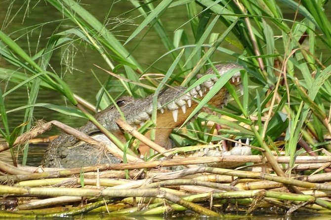 1 monkey river wildlife encounters and manatee watch Monkey River Wildlife Encounters and Manatee Watch