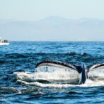 1 monterey california family friendly whale watching boat tour mar Monterey, California Family-Friendly Whale-Watching Boat Tour (Mar )
