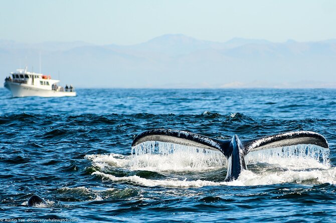 Monterey, California Family-Friendly Whale-Watching Boat Tour (Mar )