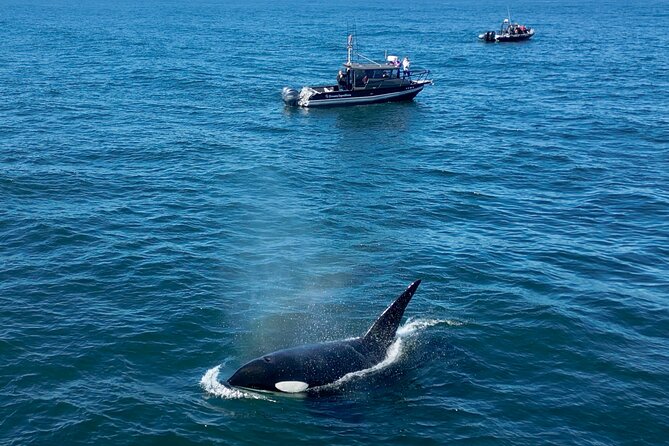 Monterey Small-Group Whale-Watching Tour  – Monterey & Carmel