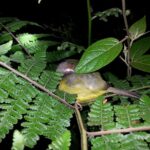 1 monteverde wildlife night hike by flashlight puntarenas Monteverde Wildlife Night Hike by Flashlight - Puntarenas
