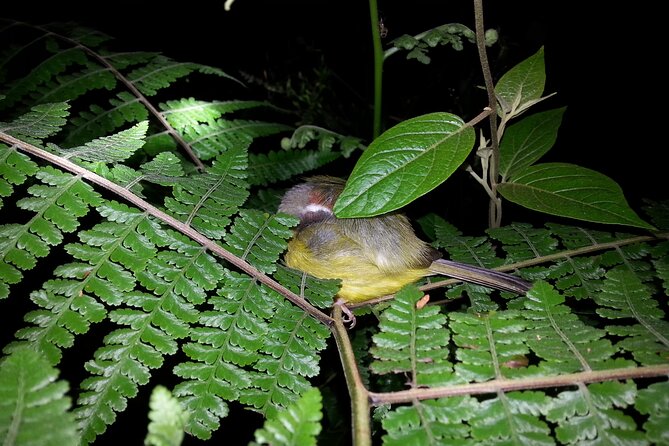 Monteverde Wildlife Night Hike by Flashlight  – Puntarenas