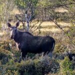1 moose safari adventure on ebike Moose Safari Adventure on Ebike