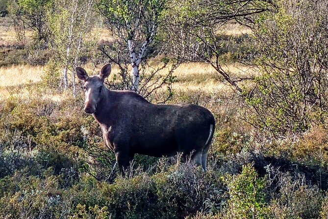 1 moose safari adventure on ebike Moose Safari Adventure on Ebike