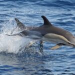 1 morro jable 2 hours magic dolphin whale watching with drinks swim stop Morro Jable: 2 Hours Magic Dolphin & Whale Watching With Drinks & Swim Stop.