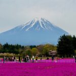 1 mt fuji cherry blossom in sakura season private day tour Mt. Fuji Cherry Blossom in Sakura Season Private Day Tour.