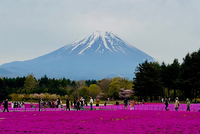 Mt. Fuji Cherry Blossom in Sakura Season Private Day Tour.