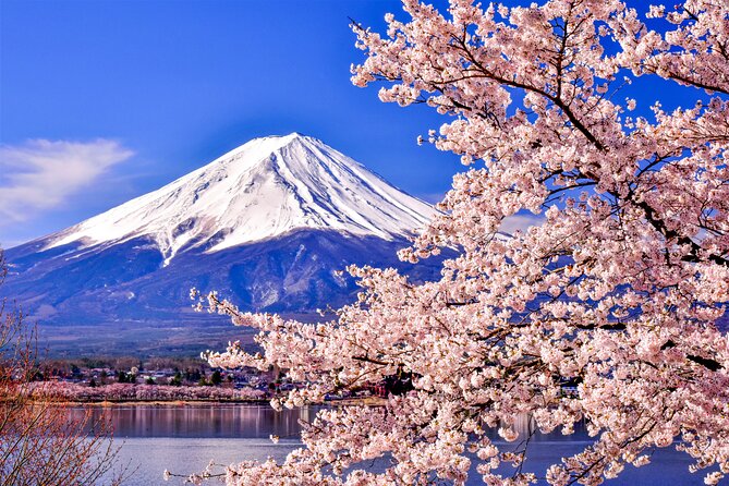 Mt. Fuji Cherry Blossom One Day Tour From Tokyo
