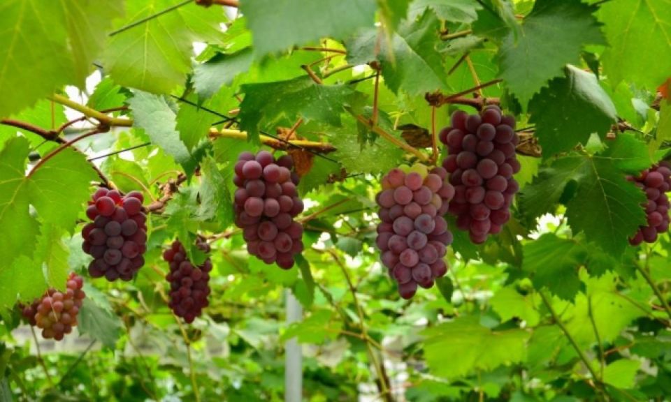 1 mt fuji panoramic ropeway seasonal fruits picking Mt. Fuji, Panoramic Ropeway & Seasonal Fruits Picking